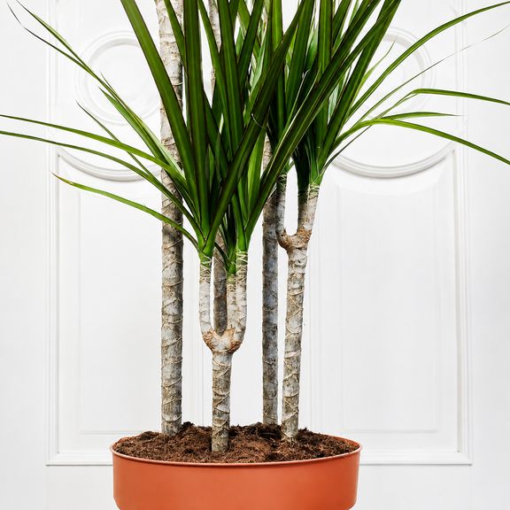 Драцена Маргината высотой 180 см в горшке (Dracaena marginata)