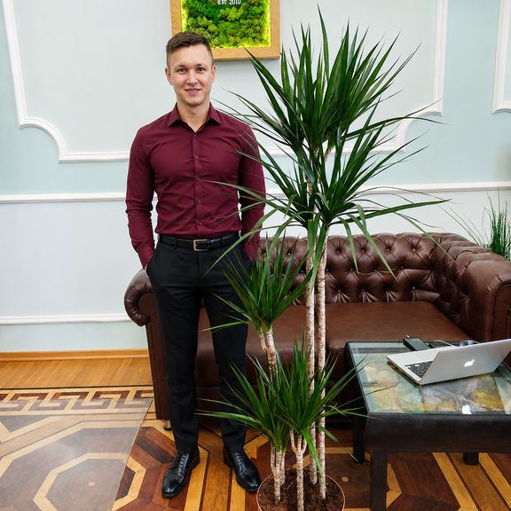 Драцена Маргината высотой 180 см в горшке (Dracaena marginata)