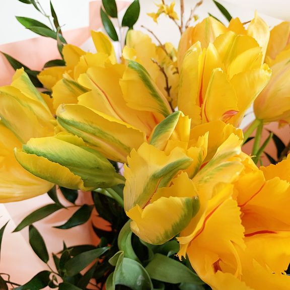 Букет 19 попугайных желтых тюльпанов с форзицией