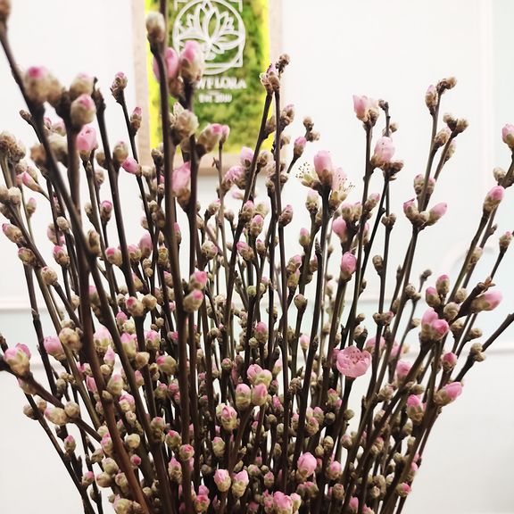 Ветки вишни розовые 60-80см (поштучно)