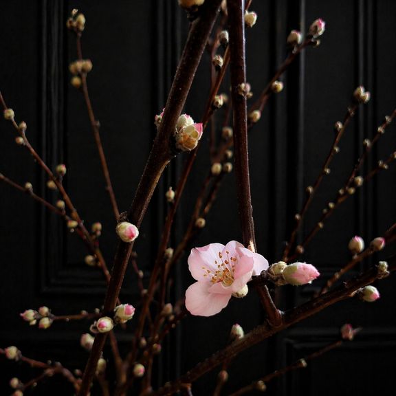 Ветки персика розовые 60-80см (поштучно)