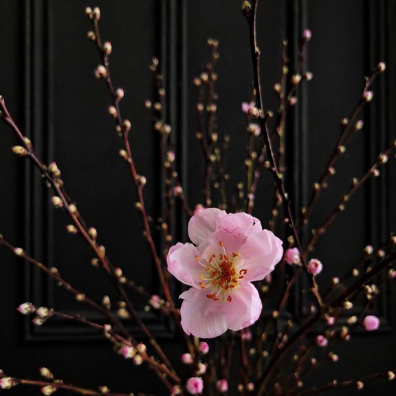 Ветки персика розовые 60-80см (поштучно)