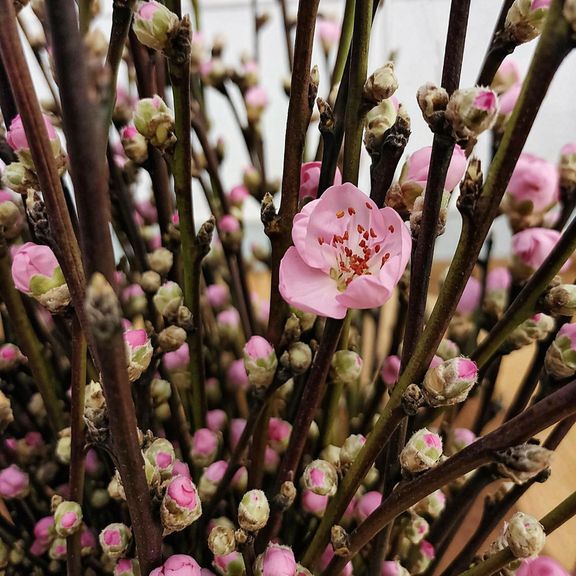 Ветки персика розовые 60-80см (поштучно)