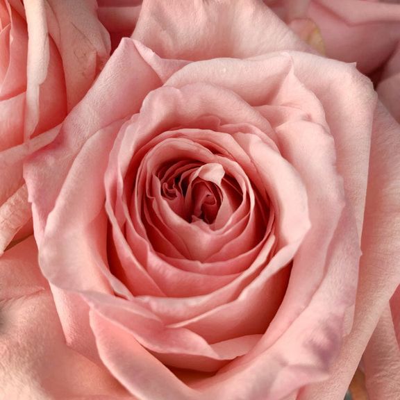 Букет 25 розовых роз 80см