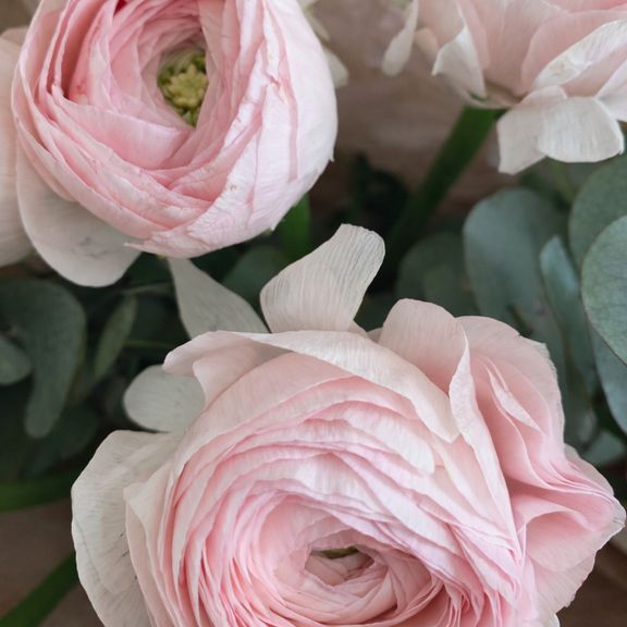 Букет 7 ранункулюсов с эвкалиптом