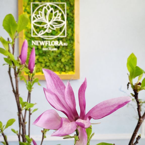 Магнолия срезанная ветка 70-90см (поштучно)