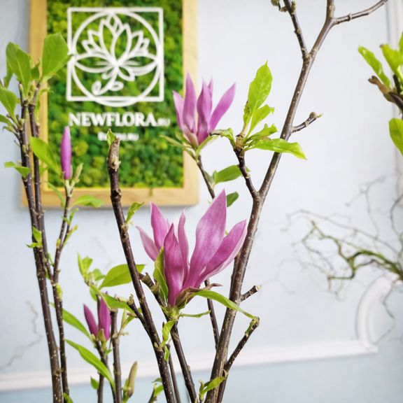 Магнолия срезанная ветка 70-90см (поштучно)