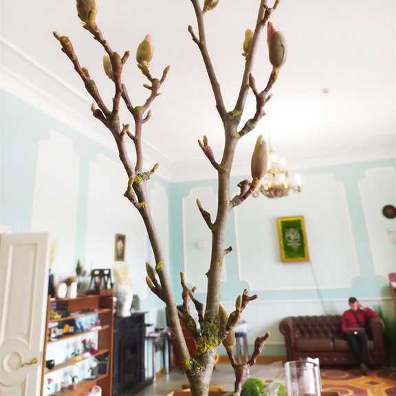 Магнолия срезанная ветка 70-90см (поштучно)