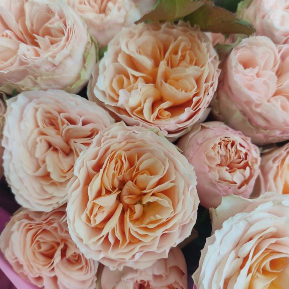 Букет 19 пионовидных кустовых роз