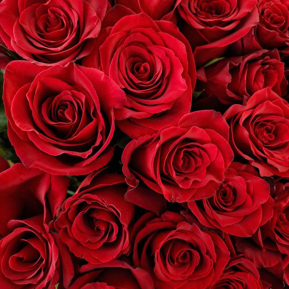 Букет 101 красная роза 60см (Эквадор)