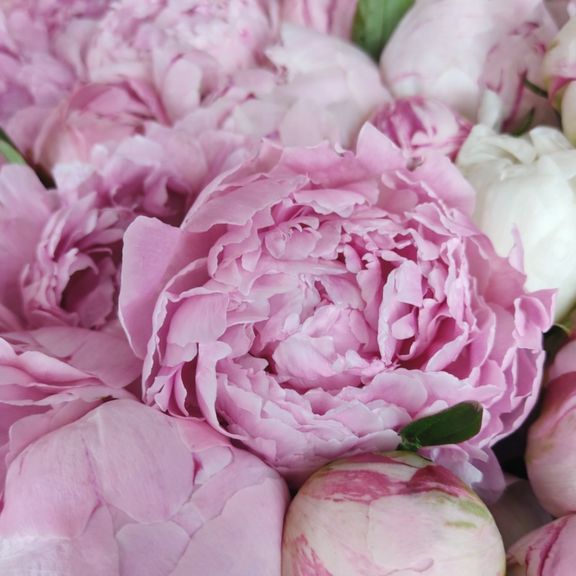 Корзина из 501 розового пиона