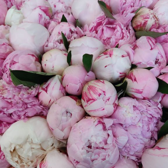 Корзина из 501 розового пиона