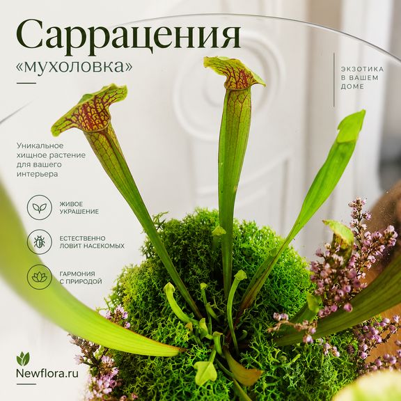 Саррацения «мухоловка» в вазе #2