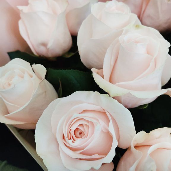 Букет 17 нежно-розовых роз высотой 100см