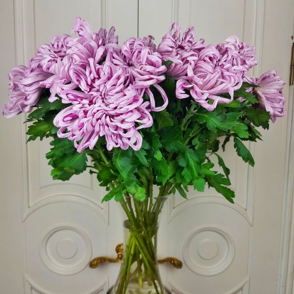 Хризантема фиолетовая 60-70см (поштучно)