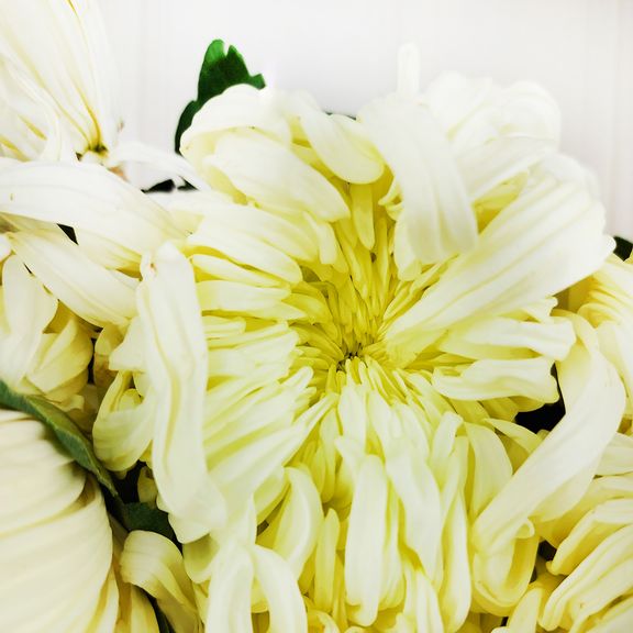 Хризантема белая 60-70см (поштучно)