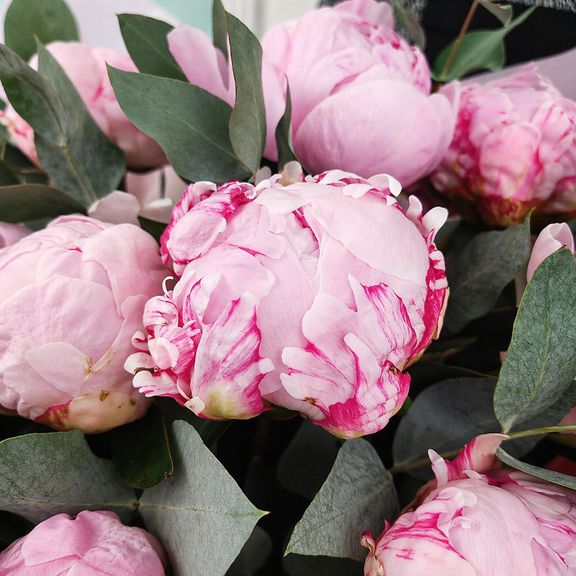 Букет 11 розовых пионов с эвкалиптом