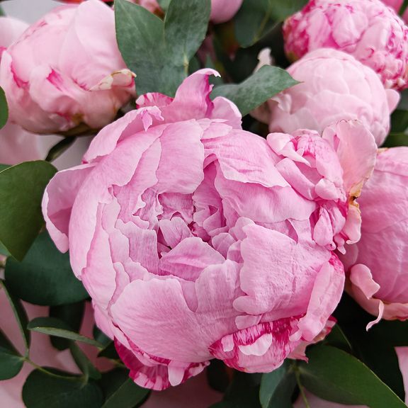 Букет 11 розовых пионов с эвкалиптом