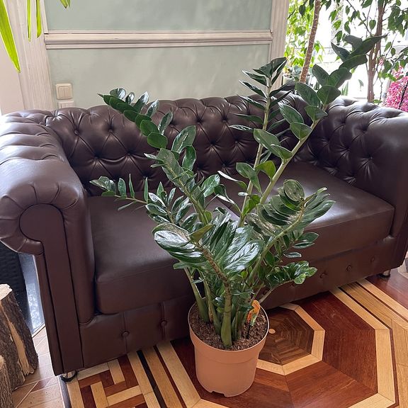 Замиокулькас «Zamiifolia» 130см, 12 стеблей