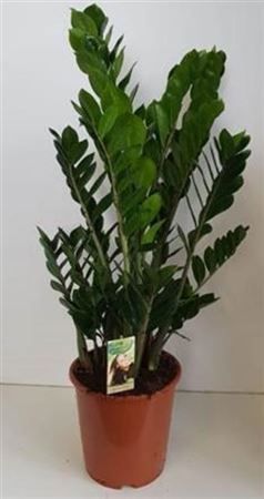 Замиокулькас «zamiifolia» (1 метр, 7 стеблей)