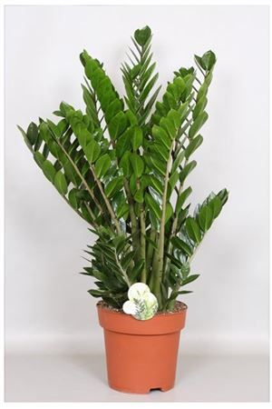 Замиокулькас «zamiifolia» (90 сантиметров, 10 стеблей)