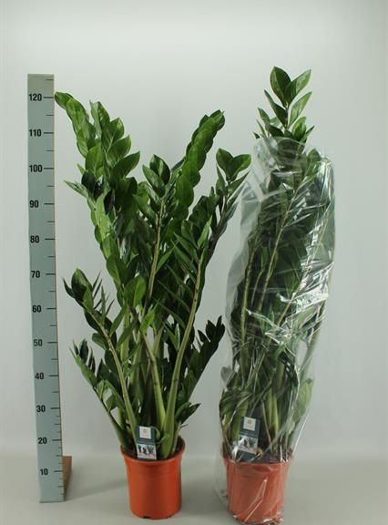 Замиокулькас «zamiifolia» (1,2 метра, 10 стеблей)