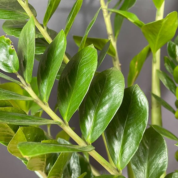 Замиокулькас «Zamiifolia» 130см, 12 стеблей