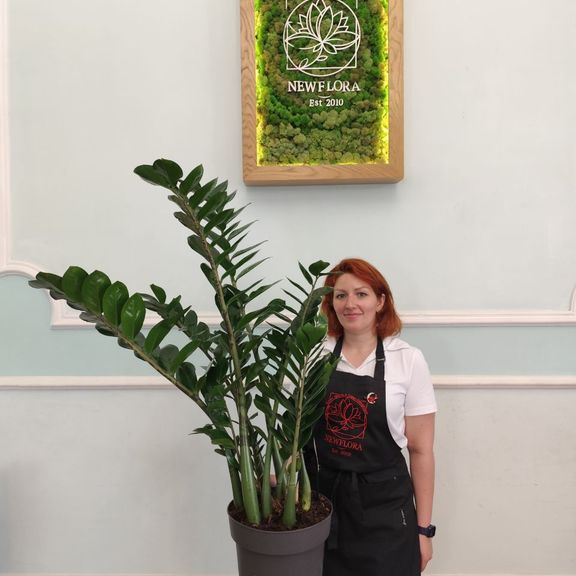 Замиокулькас «Zamiifolia» 130см, 12 стеблей