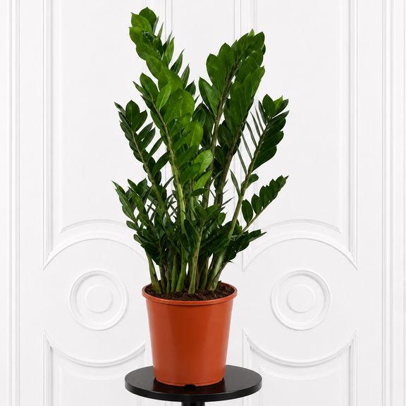 Замиокулькас «Zamiifolia» 90-100 см, 7-8 стеблей
