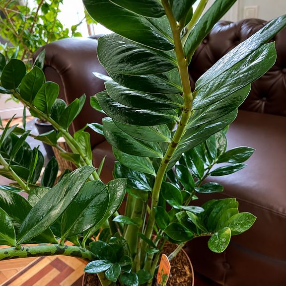 Замиокулькас «Zamiifolia» 130 см (10-12 стеблей)