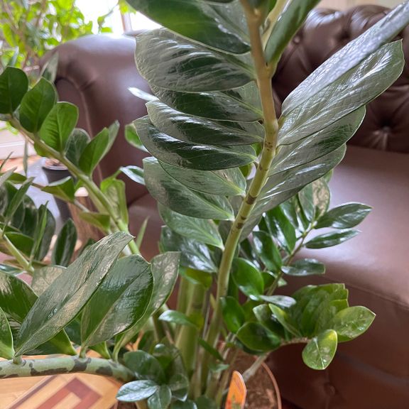 Замиокулькас «Zamiifolia» 130см, 12 стеблей