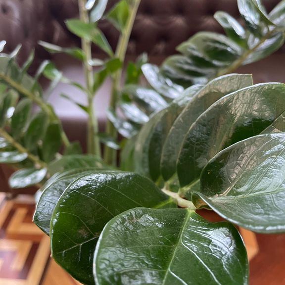 Замиокулькас «Zamiifolia» 130см, 12 стеблей