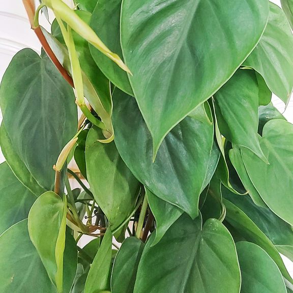 Филодендрон сканденс высотой 140см в горшке (Philodendron scandens)