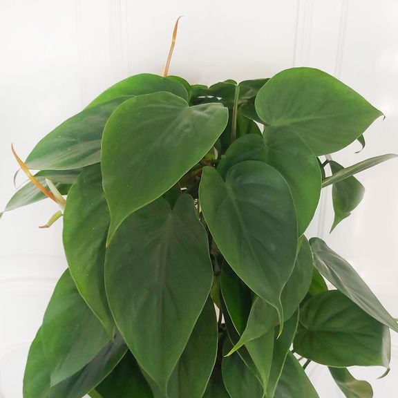 Филодендрон сканденс высотой 140см в горшке (Philodendron scandens)