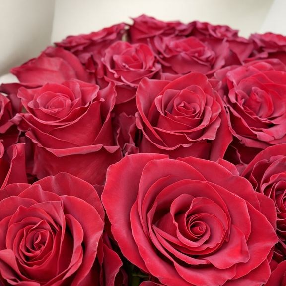 Букет 25 красных роз высотой 100см в упаковке