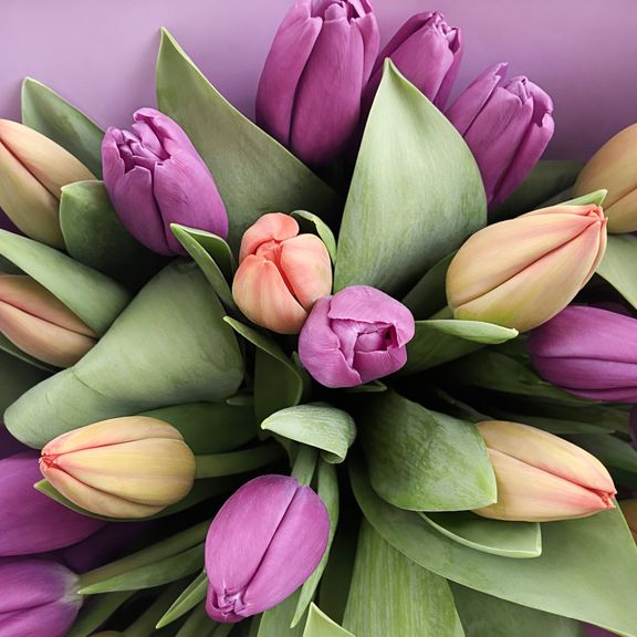 Букет из 31 красного и фиолетового тюльпана