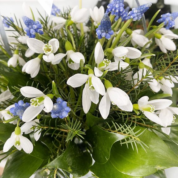 Корзинка 51 подснежник с синими мускари