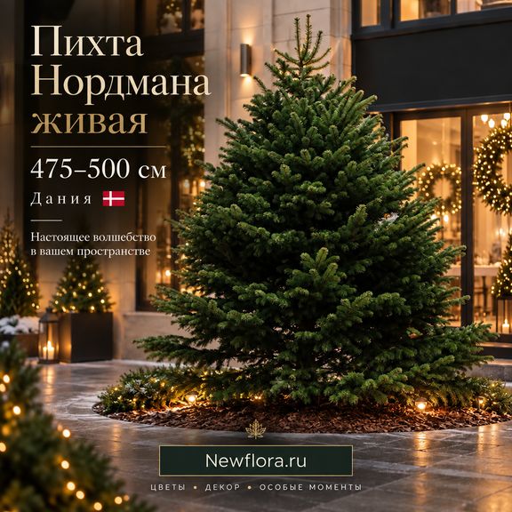 Пихта Нордмана живая 475-500 см (Дания)