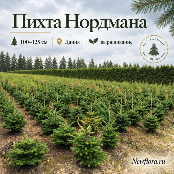 Пихта Нордмана живая 170-190 см (Дания)