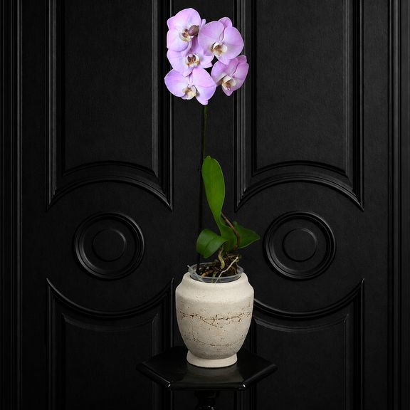 Орхидея фаленопсис (Phalaenopsis hybrid ‘Formidable’) в горшке розовая (1 ствол) 60 см