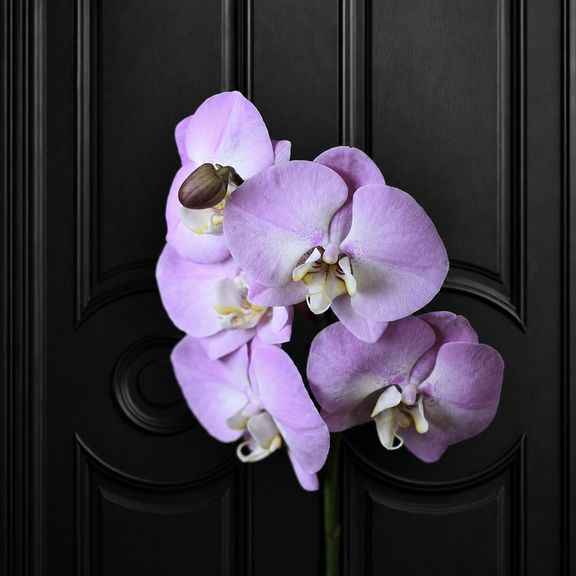 Орхидея фаленопсис (Phalaenopsis hybrid ‘Formidable’) в горшке розовая (1 ствол) 60 см