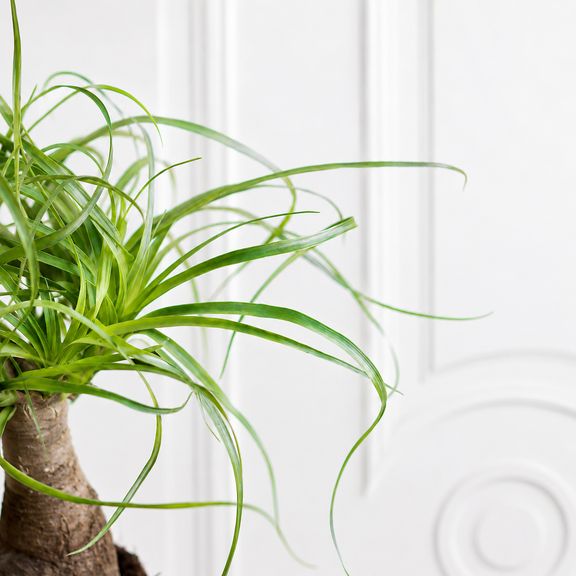 Нолина рекурвата, бокарнея отогнутая (Beaucarnea recurvata) 30 см