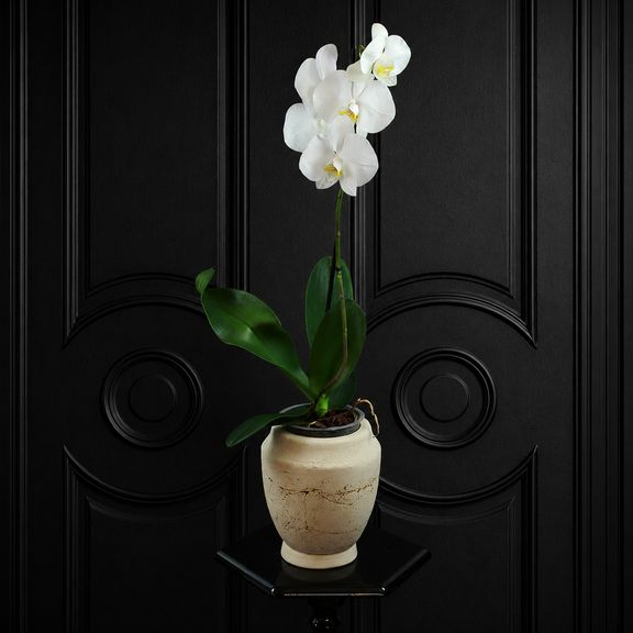 Орхидея фаленопсис (Phalaenopsis hybrid ‘Formidable’) в горшке белая (1 ствол) 60 см