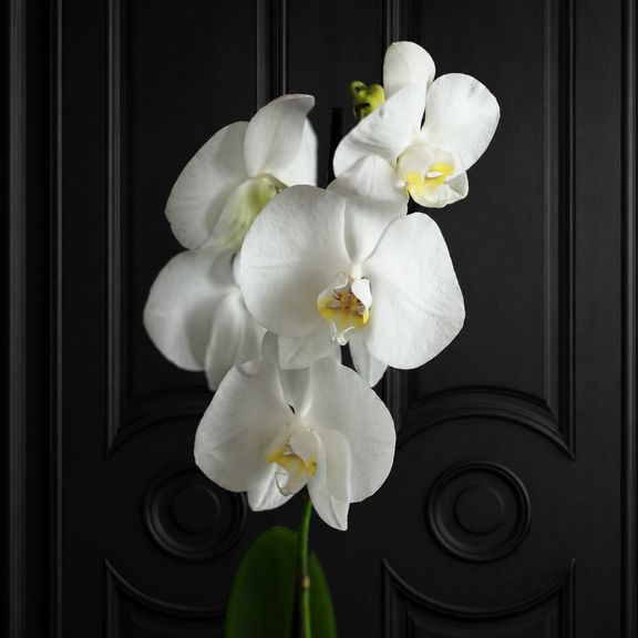 Орхидея фаленопсис (Phalaenopsis hybrid ‘Formidable’) в горшке белая (1 ствол) 60 см
