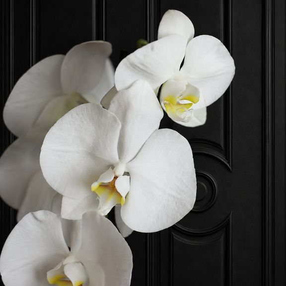 Орхидея фаленопсис (Phalaenopsis hybrid ‘Formidable’) в горшке белая (1 ствол) 60 см