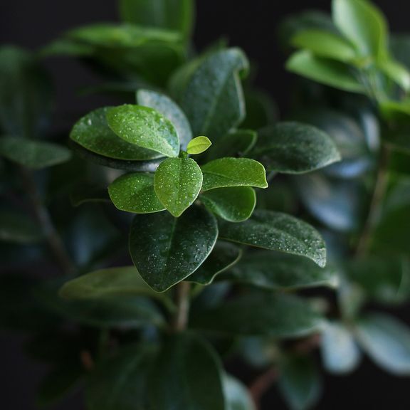 Фикус Микрокарпа Гинсенг (Ficus microcarpa Ginseng) (высота 30см)