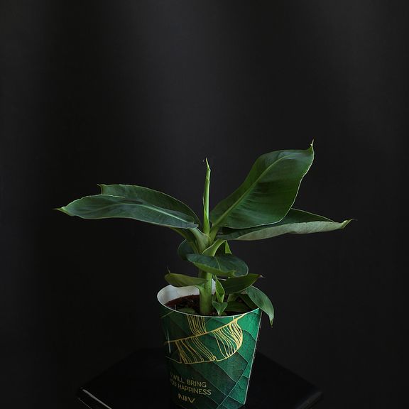 Банан Муса Тропикана (Musa Tropicana Oriental Darf In Cup Banana)