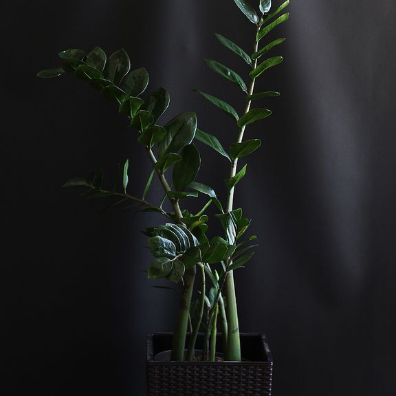 Замиокулькас «zamiifolia» (1,2 метра, 7 стеблей)
