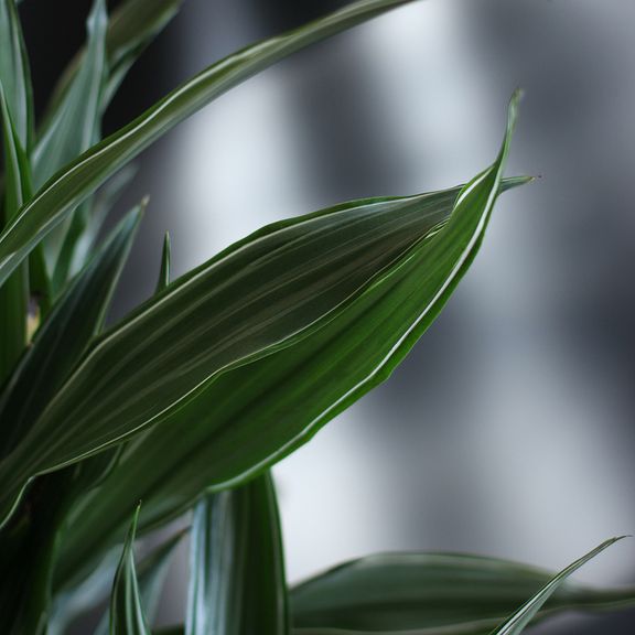 Драцена Фрагранс Варнески высотой 100см в горшке (Dracaena Fragrans Warneckii)