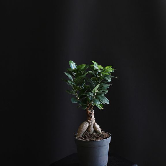 Фикус Микрокарпа Гинсенг (Ficus microcarpa Ginseng) (высота 30см)